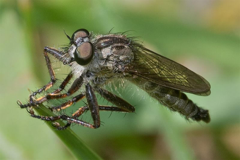 Kite-tailed Robberfly - Machimus atricapillus m 11-07-25.jpg
