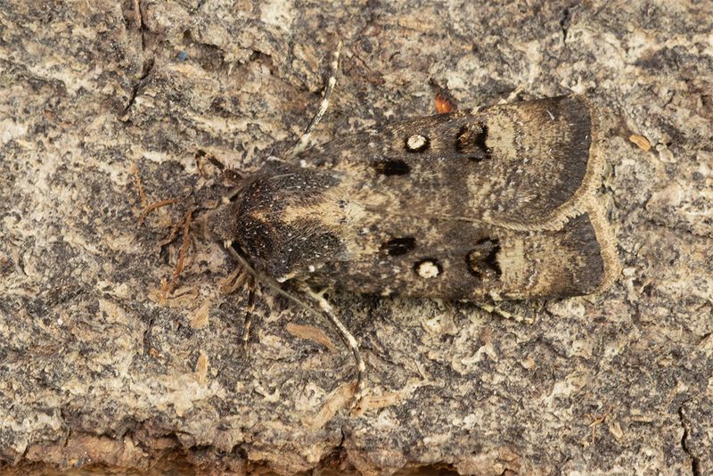 Crescent Dart - Agrotis trux 11-07-25.jpg