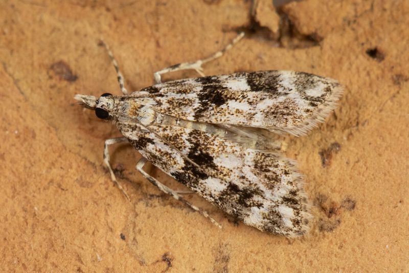 Eudonia delunella 11-07-25.jpg