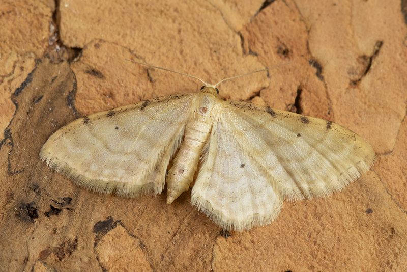 unid moth poss Isle of Wight Wave 11-07-25.jpg