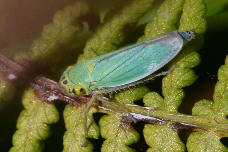 Cicadella viridis 13-07-25.jpg