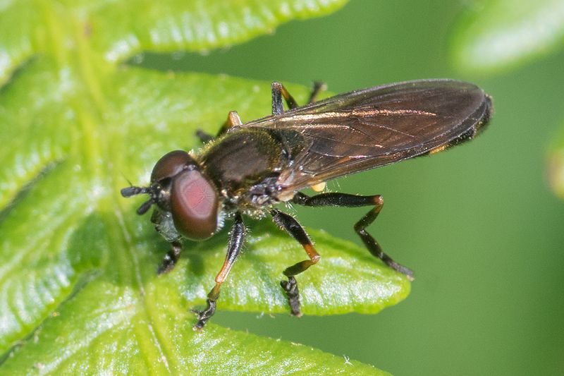 Platycheirus granditarsus m 13-07-25.jpg