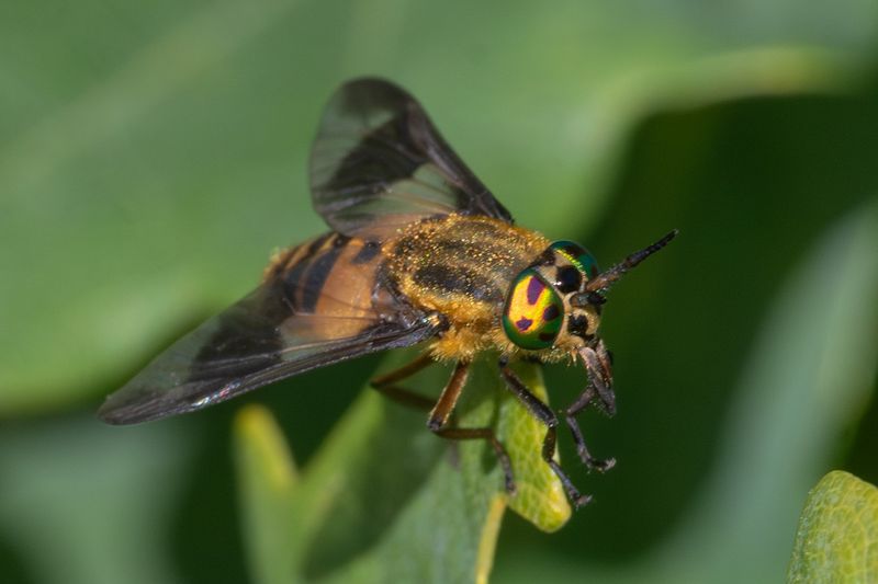 Square-spot Deerfly - Chrysops viduatus f 13-07-25 front.jpg