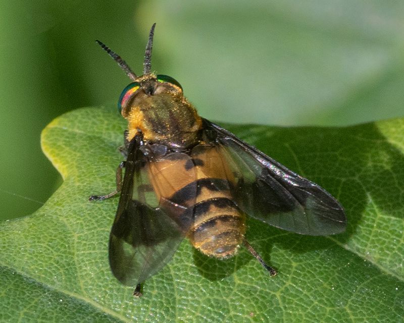 Square-spot Deerfly - Chrysops viduatus f 13-07-25.jpg