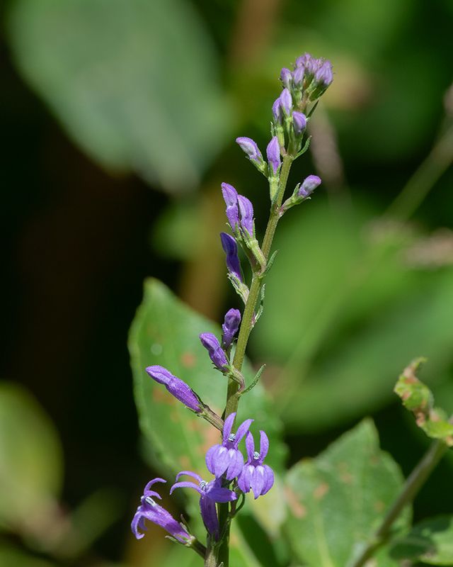 Heath Lobelia - Lobelia urens 13-07-25 #3934.jpg
