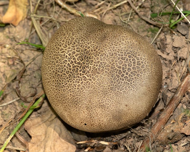 Scleroderma areolatum - Woodleigh Wood 11-07-25.jpg