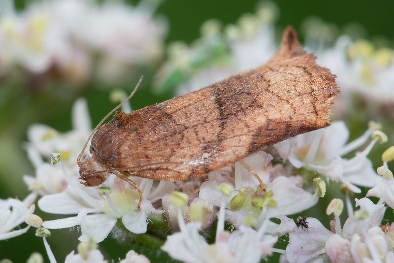 unid poss Carnation Tortrix 09-07-25.jpg