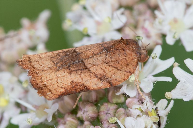 Carnation Tortrix moth 09-07-25.jpg