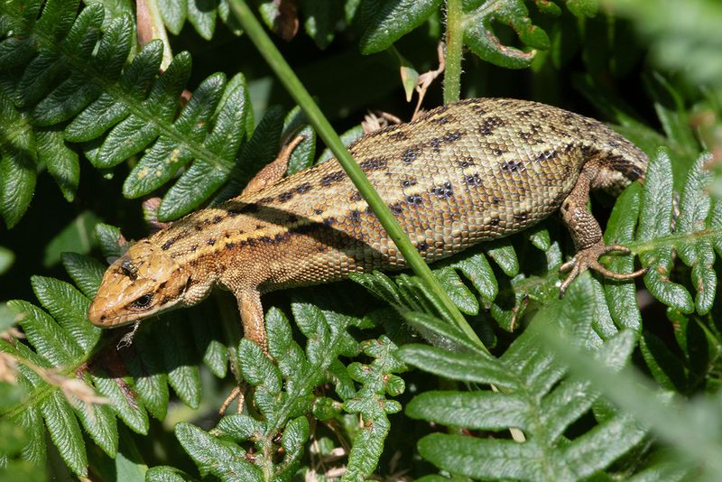 Lizard with fly 02-07-25.jpg