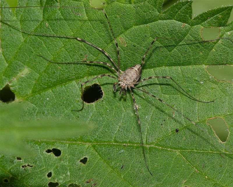 Harvestman - Dicranopalpus sp f 19-07-25.jpg