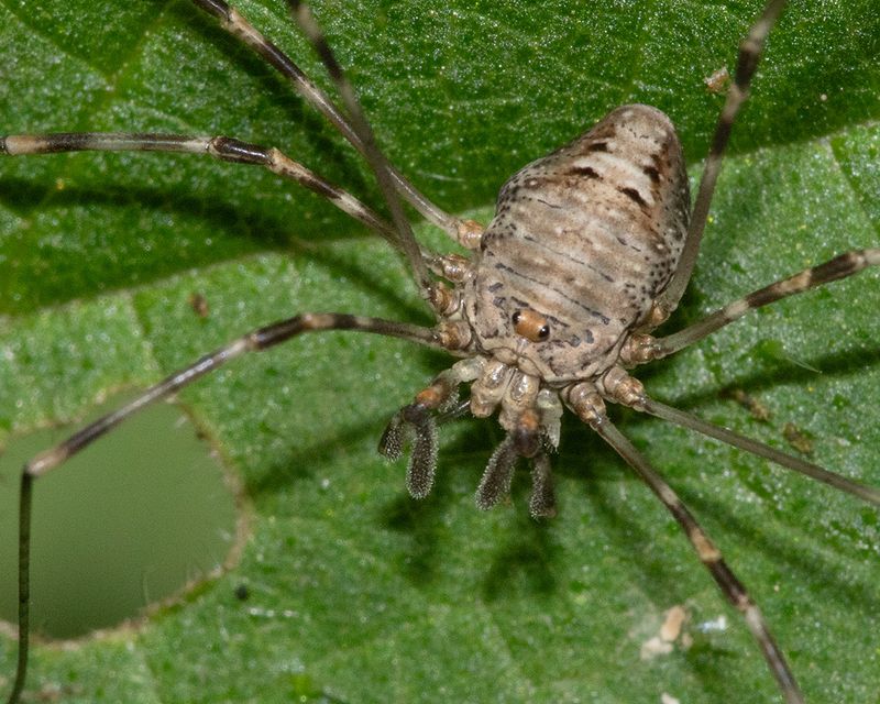 Harvestman - Dicranopalpus sp f 19-07-25 closer.jpg