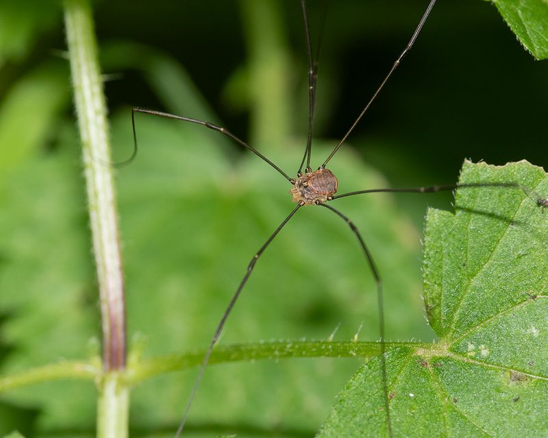 Harvestman - Leiobunum blackwalli m 19-07-25.jpg