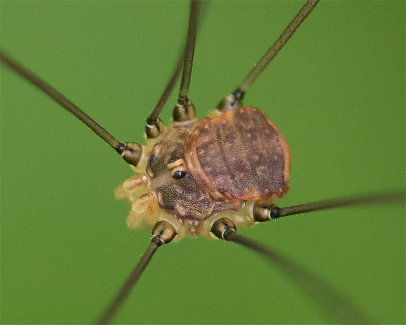 Harvestman - Leiobunum blackwalli m 19-07-25 closer.jpg