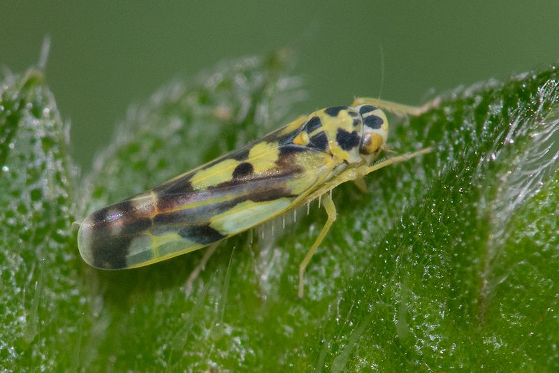 Potato Leafhopper - Eupteryx aurata 19-07-25.jpg
