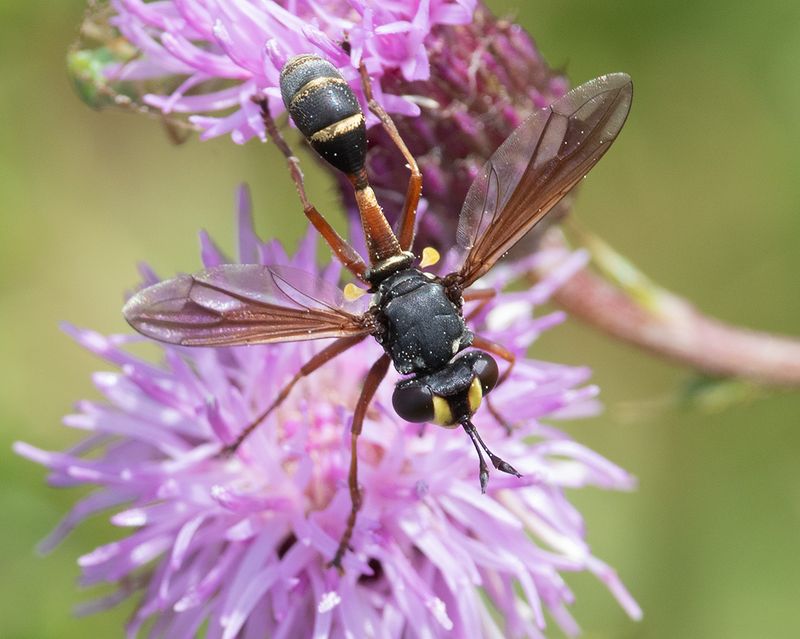 Thick-headed Fly - Physocephala rufipes 24-07-25.jpg