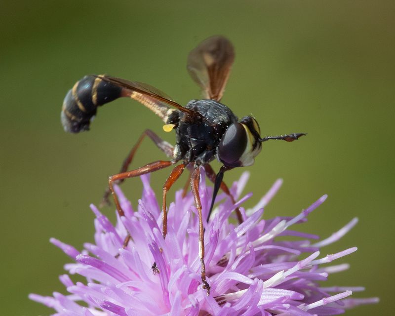 Thick-headed Fly - Physocephala rufipes 24-07-25 side.jpg