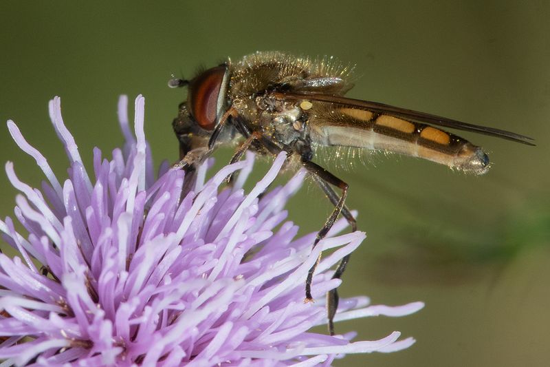 Platycheirus manicatus m 24-07-25.jpg