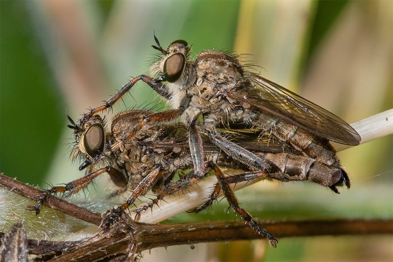 Brown Heath Robberfly - Machimus cingulatus pair 25-07-25.jpg