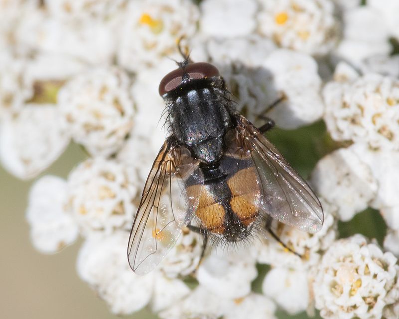 Face Fly - Musca autumnalis 25-07-25.jpg