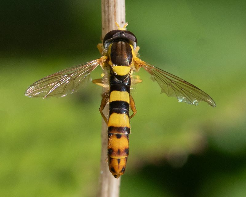 Sphaerophoria scripta m 25-07-25.jpg