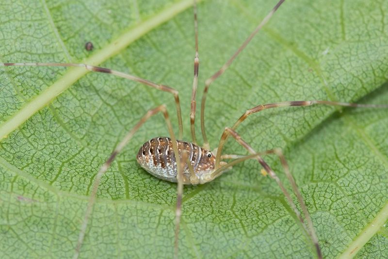 Harvestman - Opilio canestrinii juvenile 27-07-25 side.jpg