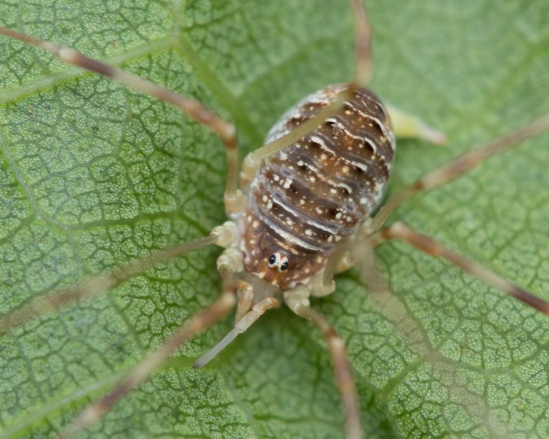 Harvestman - Opilio canestrinii juvenile 27-07-25.jpg