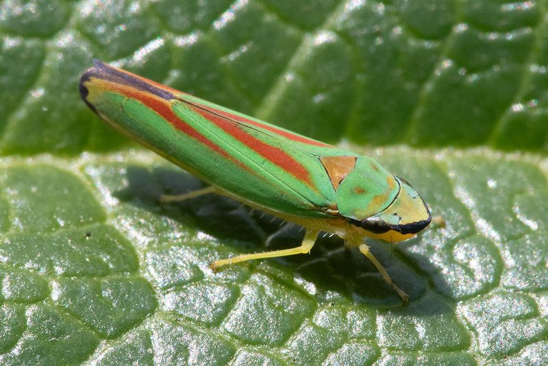 Rhododendron Leafhopper - Graphocephala fennahi 30-07-25.jpg