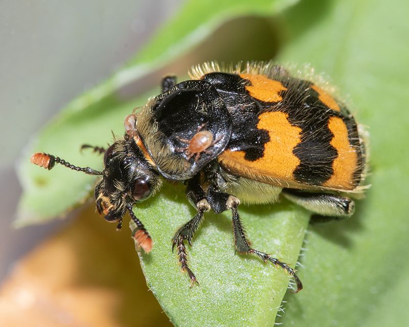 Common Burying Beetle - Nicrophorus vespillo 01-08-25.jpg