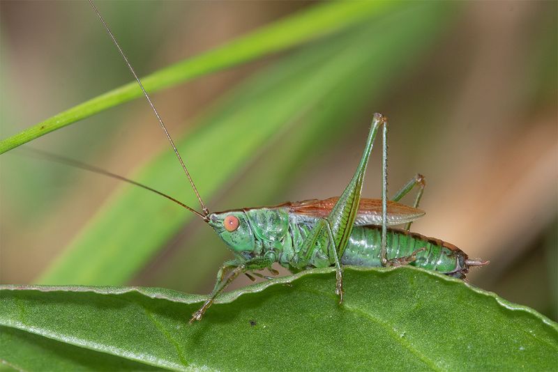 Short-winged Conehead - Conocephalus dorsalis m 01-08-25.jpg