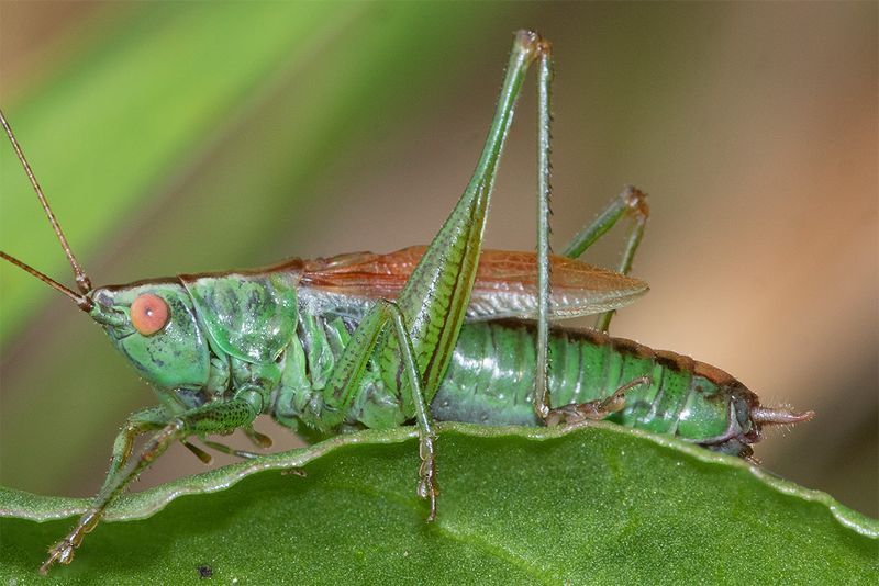 Short-winged Conehead - Conocephalus dorsalis m 01-08-25 closer.jpg