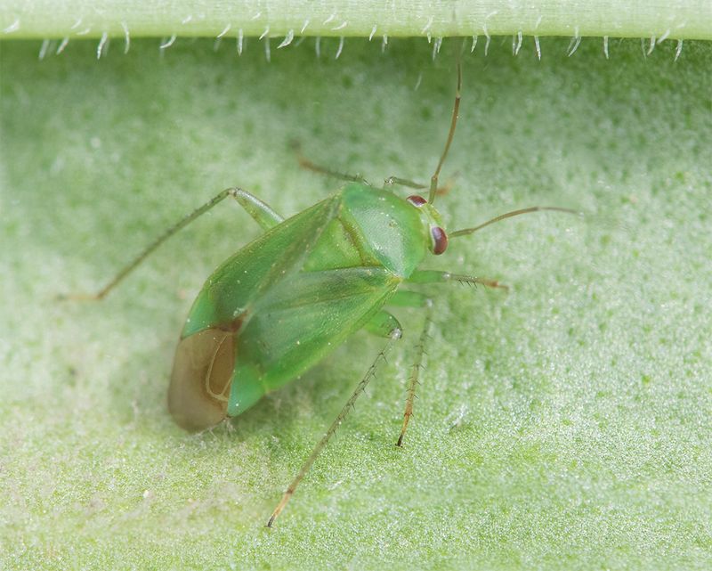 Apolygus spinolae 02-08-25 #6173.jpg