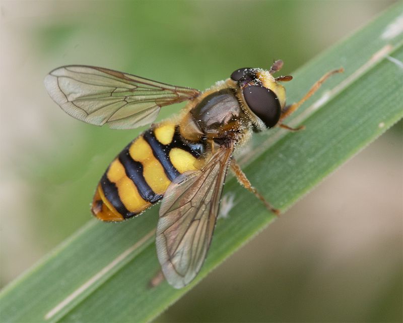 Eupeodes latifasciatus f 02-08-25.jpg