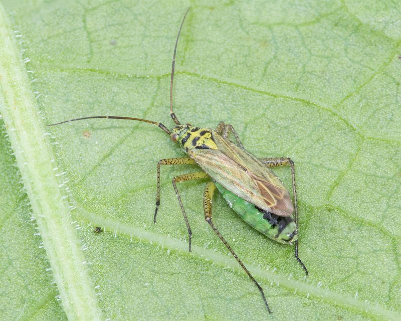 Oncotylus viridiflavus 02-08-25.jpg