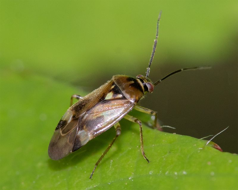Orthops basalis 02-08-25.jpg
