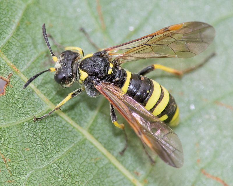 Sawfly - Tenthredo thompsoni 02-08-25 wing.jpg