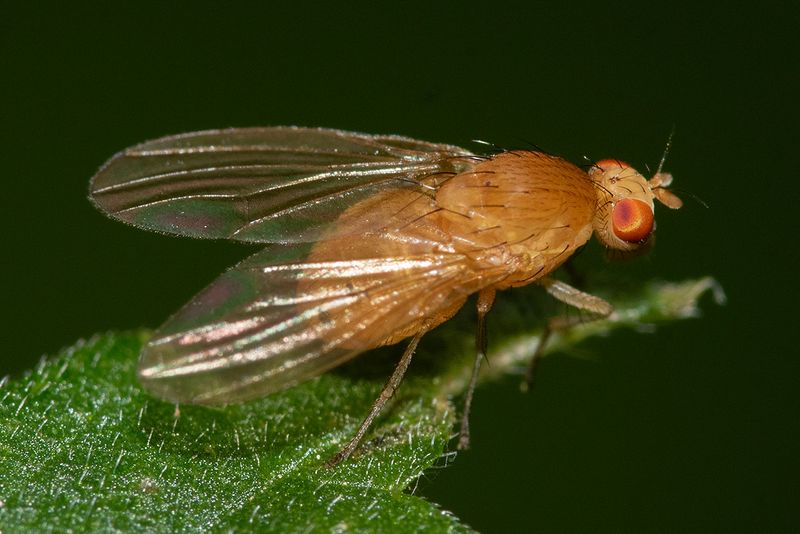 Sapromyza sexpunctata 02-08-25.jpg