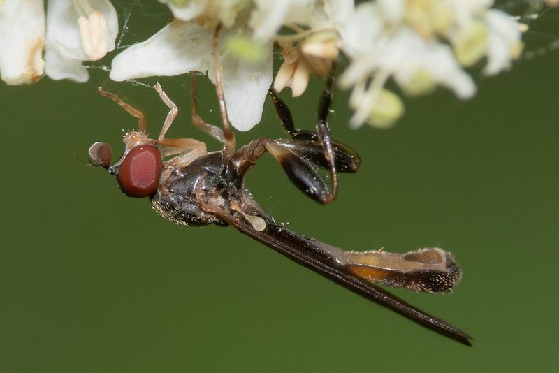 Sphegina elegans 02-08-25 side.jpg