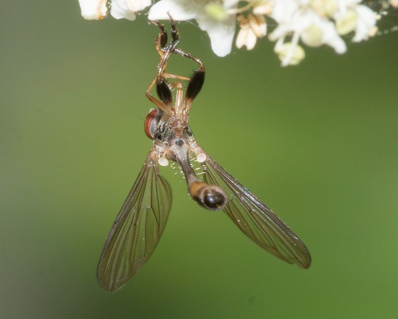 Sphegina elegans 02-08-25 wings.jpg