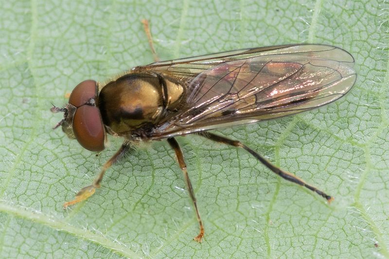 Platycheirus peltatus m 08-08-25.jpg