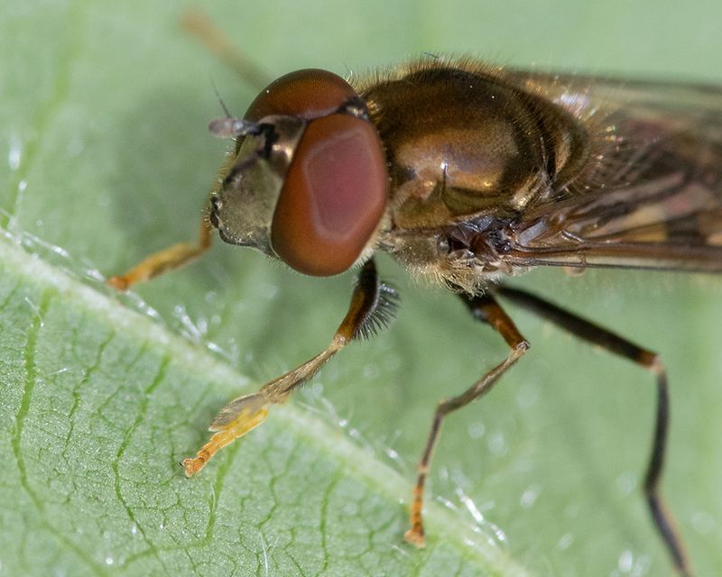 Platycheirus peltatus m 08-08-25 closer.jpg