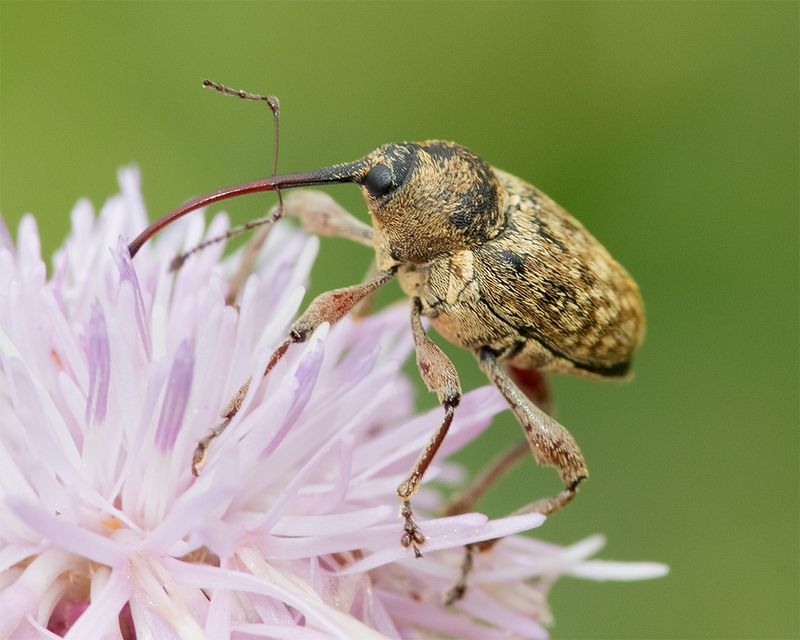 Acorn Weevil - Curculio glandium 08-08-25.jpg