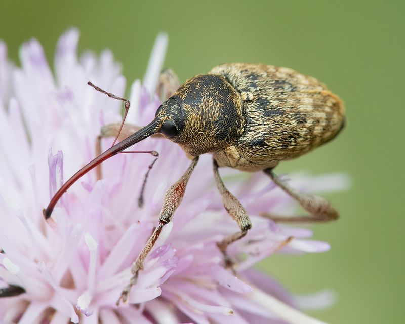 Acorn Weevil - Curculio glandium 08-08-25 #2.jpg