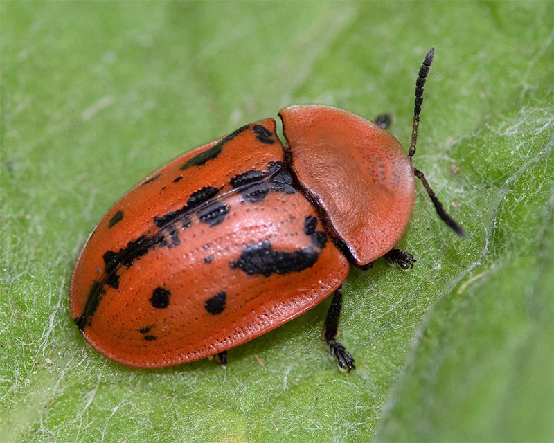 Fleabane Tortoise Beetle - Cassida murraea 11-08-25.jpg
