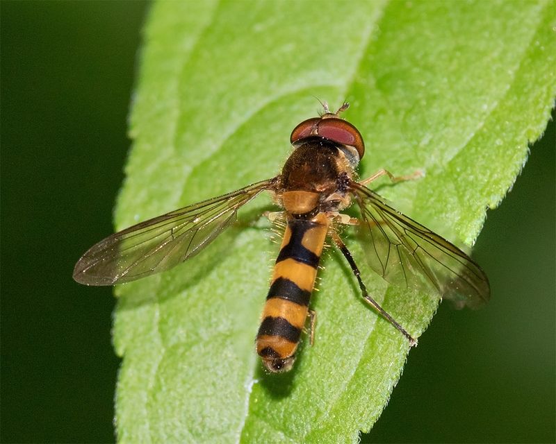 Meliscaeva cinctella m 11-08-25.jpg