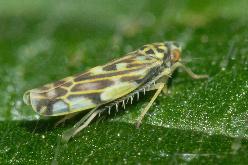 Leafhopper - Eupteryx urticae 15-08-25.jpg