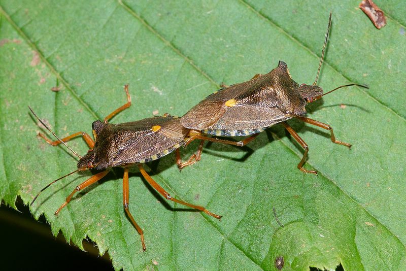 Red-legged Shieldbugs - Pentatoma rufipes 15-08-25.jpg