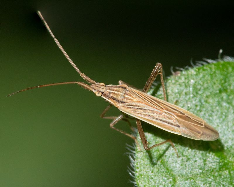 Stenodema calcarata 15-08-25.jpg