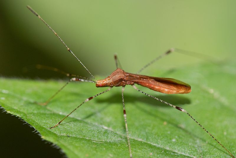 Stilt Bug - Metatropis rufescens 15-08-25.jpg