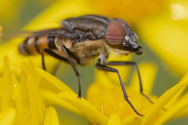 Stomorhina lunata 08-08-25 #7266.jpg