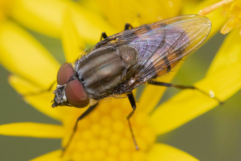 Stomorhina lunata 08-08-25 #7265.jpg